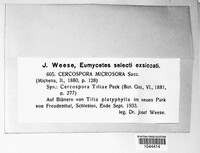 Paracercosporidium microsorum image